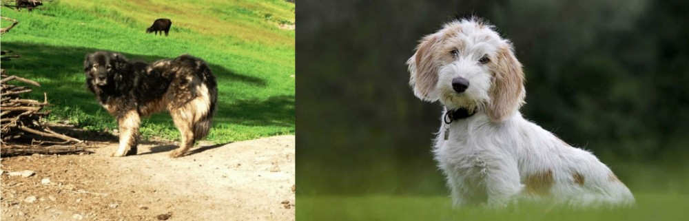 Petit Basset Griffon Vendeen vs Kars Dog - Breed Comparison