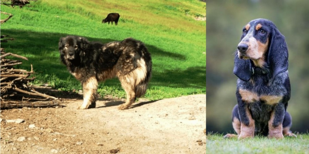 Petit Bleu de Gascogne vs Kars Dog - Breed Comparison