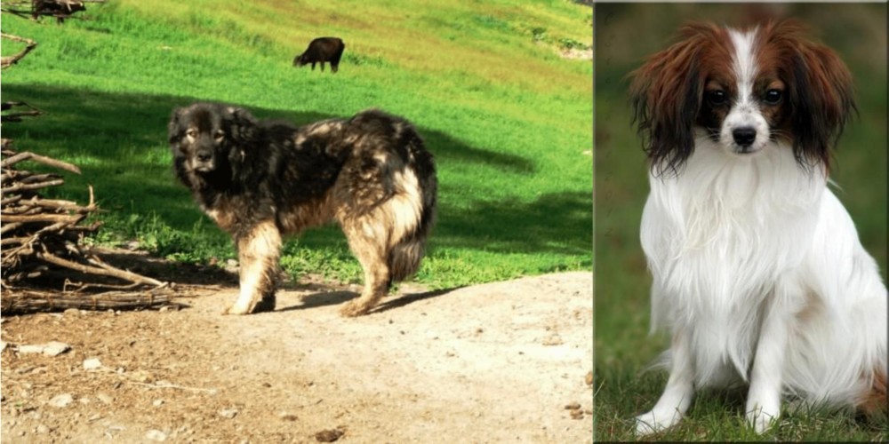 Phalene vs Kars Dog - Breed Comparison