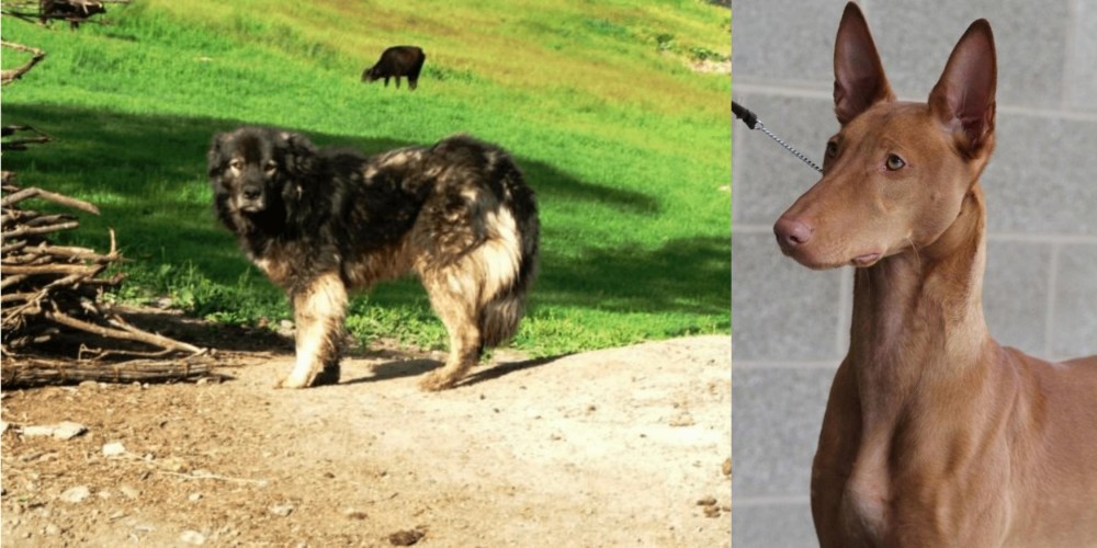 Pharaoh Hound vs Kars Dog - Breed Comparison