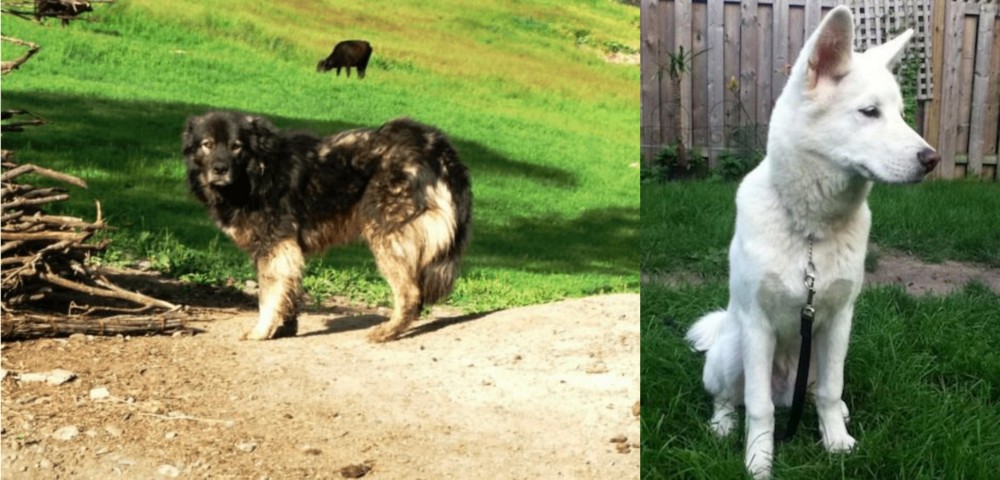 Phung San vs Kars Dog - Breed Comparison