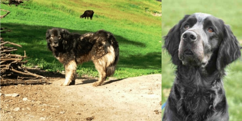 Picardy Spaniel vs Kars Dog - Breed Comparison