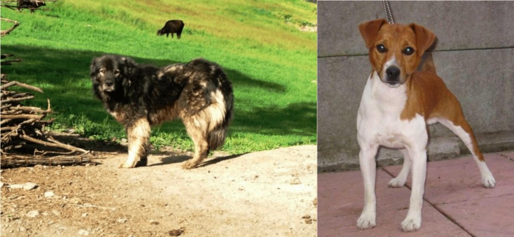 Plummer Terrier vs Kars Dog - Breed Comparison