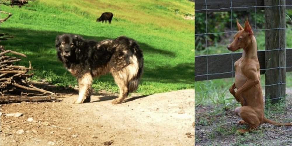 Podenco Andaluz vs Kars Dog - Breed Comparison