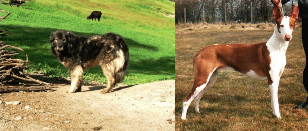 Podenco Canario vs Kars Dog - Breed Comparison