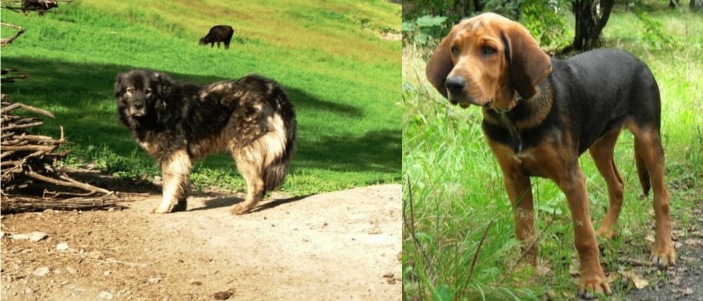 Polish Hound vs Kars Dog - Breed Comparison