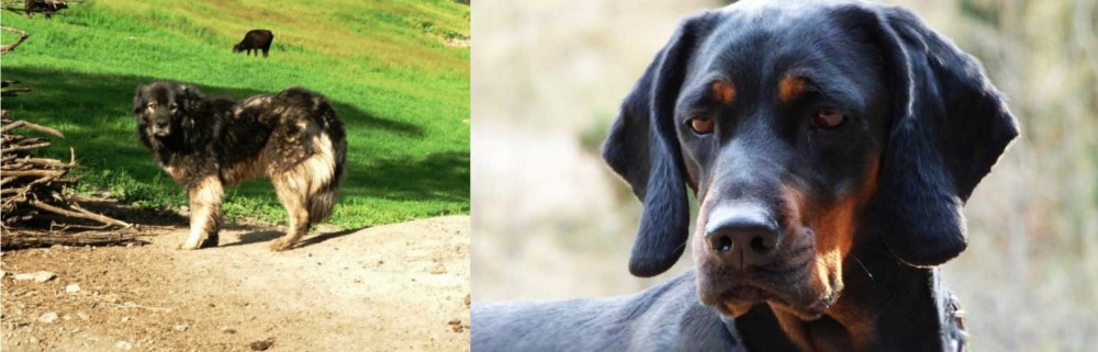 Polish Hunting Dog vs Kars Dog - Breed Comparison
