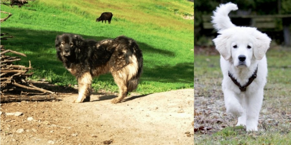 Polish Tatra Sheepdog vs Kars Dog - Breed Comparison