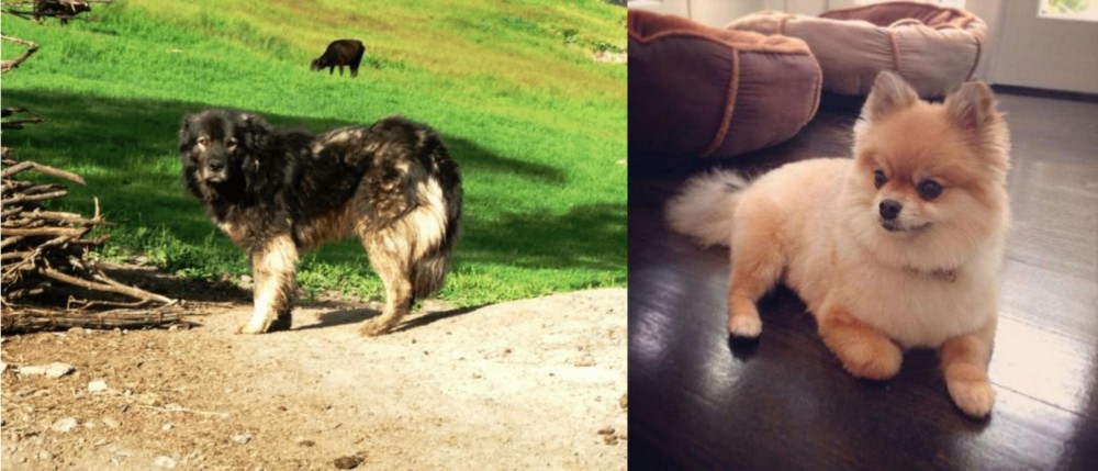 Pomeranian vs Kars Dog - Breed Comparison