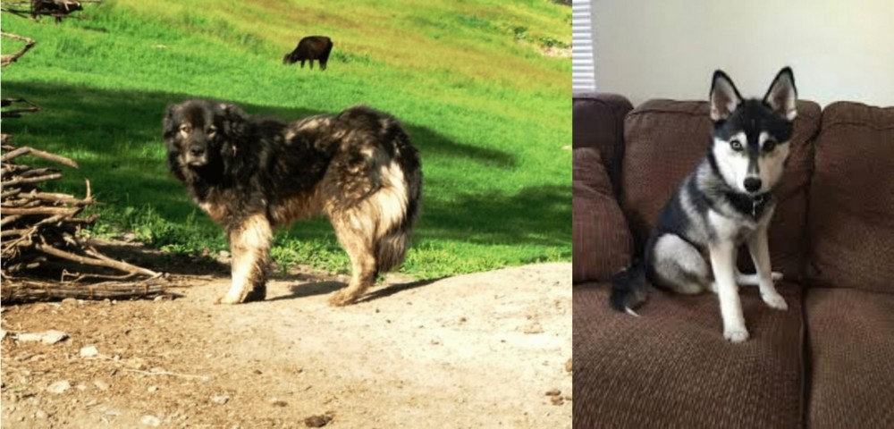 Pomsky vs Kars Dog - Breed Comparison