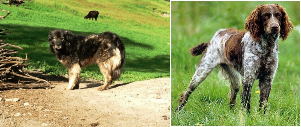 Pont-Audemer Spaniel vs Kars Dog - Breed Comparison