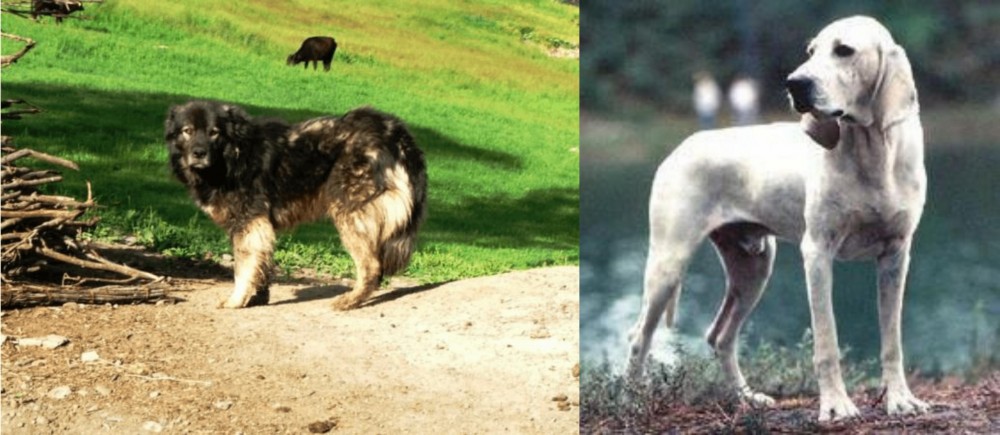 Porcelaine vs Kars Dog - Breed Comparison