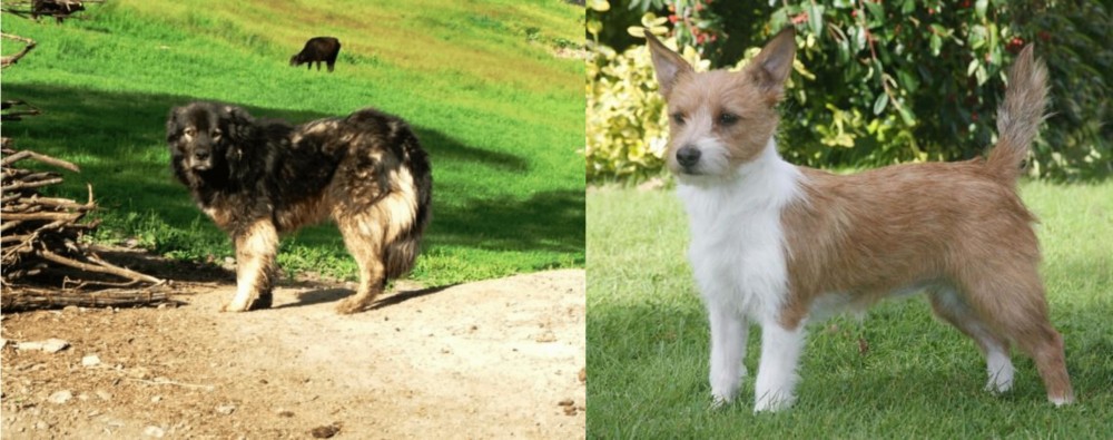 Portuguese Podengo vs Kars Dog - Breed Comparison