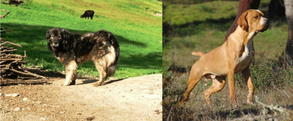 Portuguese Pointer vs Kars Dog - Breed Comparison