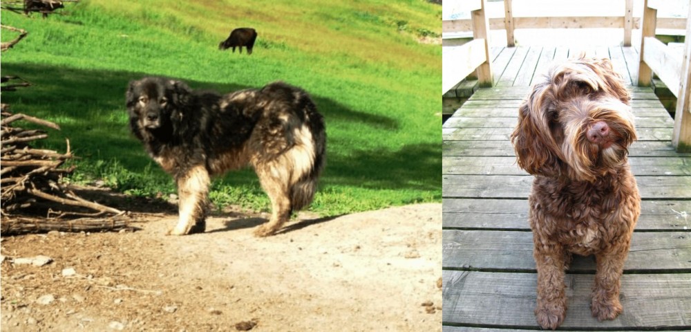 Portuguese Water Dog vs Kars Dog - Breed Comparison