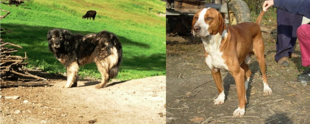 Posavac Hound vs Kars Dog - Breed Comparison