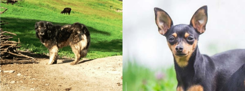 Prazsky Krysarik vs Kars Dog - Breed Comparison