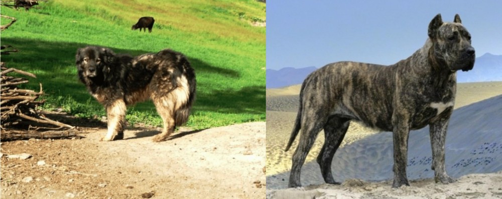 Presa Canario vs Kars Dog - Breed Comparison