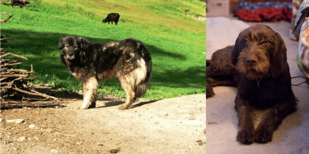 Pudelpointer vs Kars Dog - Breed Comparison