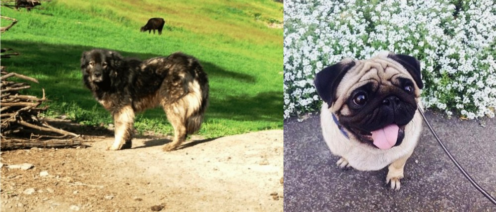 Pug vs Kars Dog - Breed Comparison