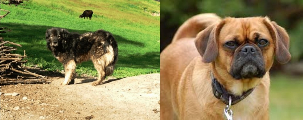 Pugalier vs Kars Dog - Breed Comparison