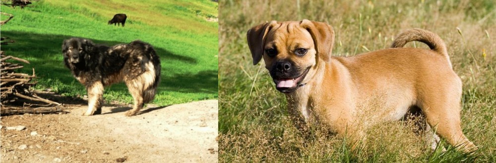Puggle vs Kars Dog - Breed Comparison