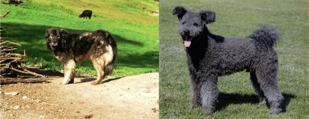 Pumi vs Kars Dog - Breed Comparison