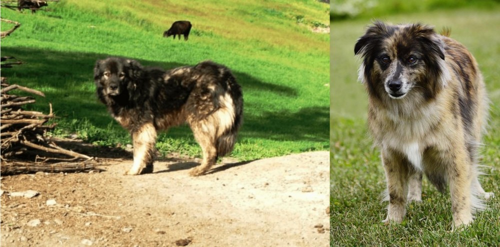 Pyrenean Shepherd vs Kars Dog - Breed Comparison