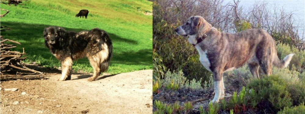 Rafeiro do Alentejo vs Kars Dog - Breed Comparison