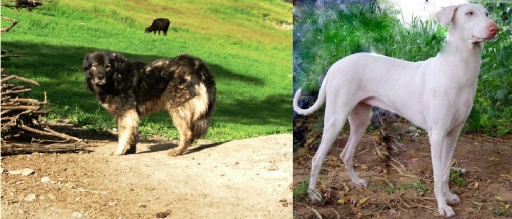 Rajapalayam vs Kars Dog - Breed Comparison