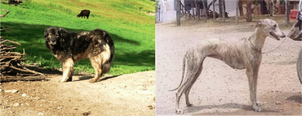 Rampur Greyhound vs Kars Dog - Breed Comparison