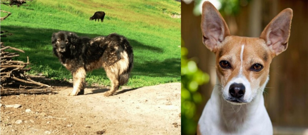 Rat Terrier vs Kars Dog - Breed Comparison