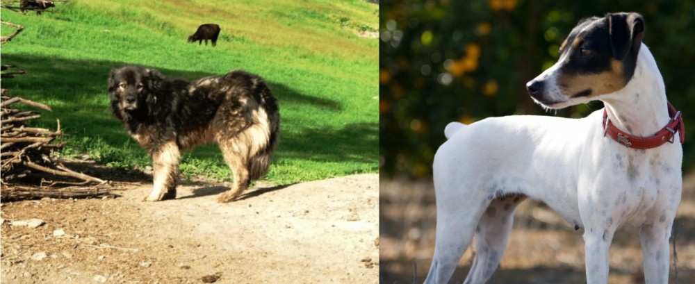 Ratonero Bodeguero Andaluz vs Kars Dog - Breed Comparison