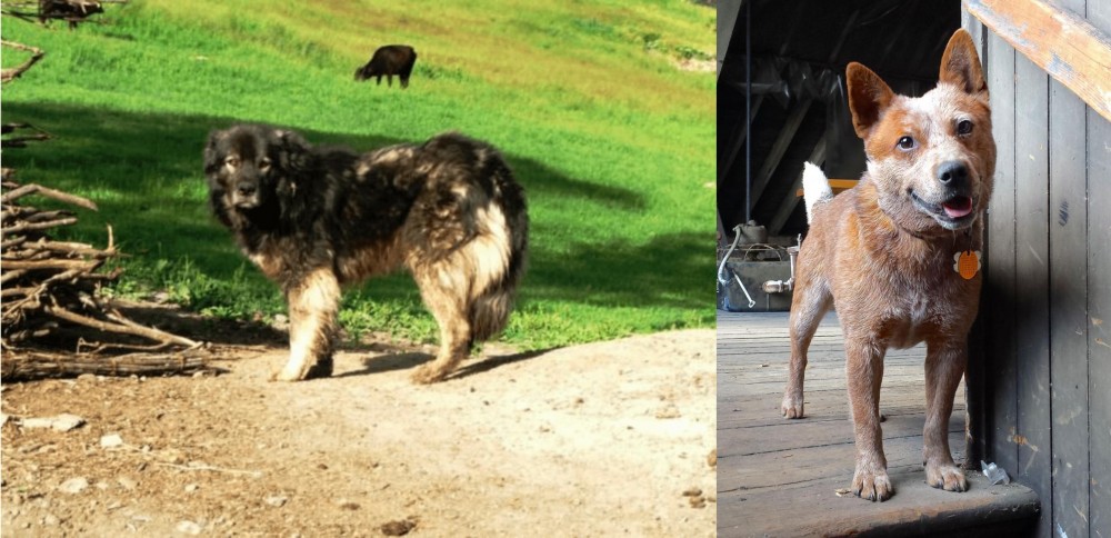 Red Heeler vs Kars Dog - Breed Comparison