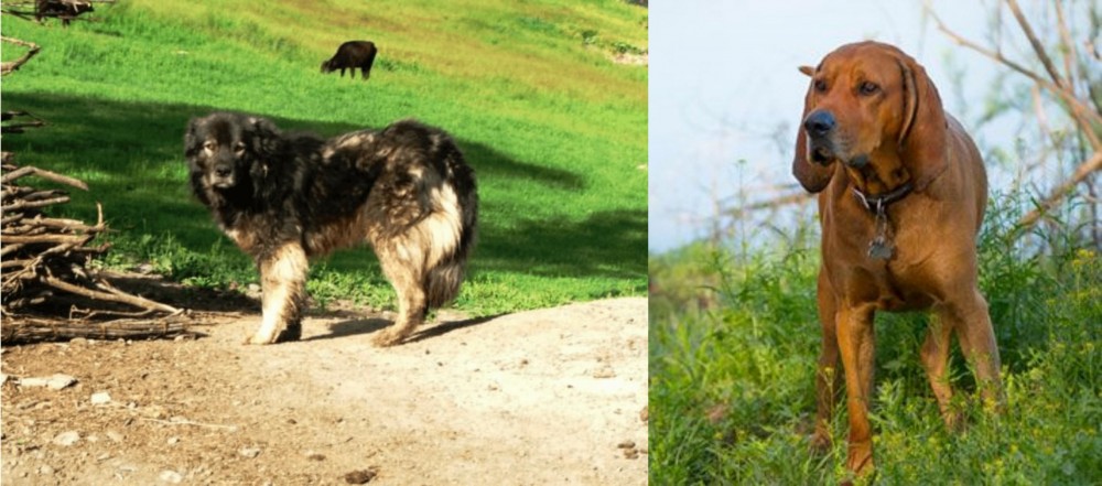 Redbone Coonhound vs Kars Dog - Breed Comparison