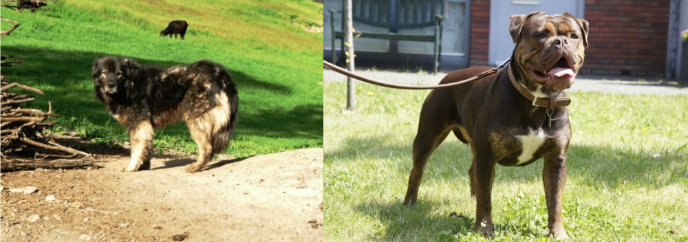 Renascence Bulldogge vs Kars Dog - Breed Comparison