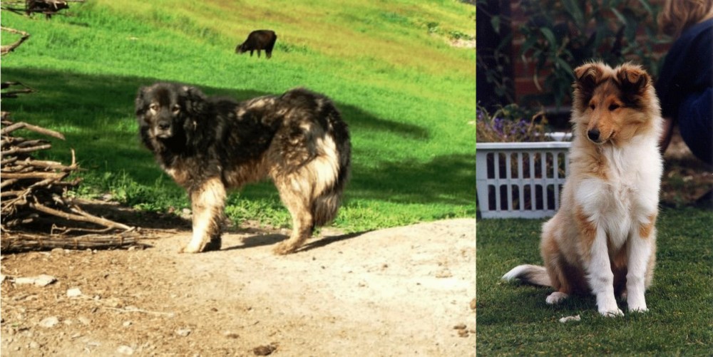 Rough Collie vs Kars Dog - Breed Comparison