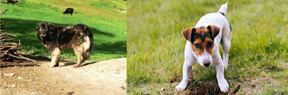 Russell Terrier vs Kars Dog - Breed Comparison