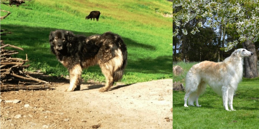 Russian Hound vs Kars Dog - Breed Comparison