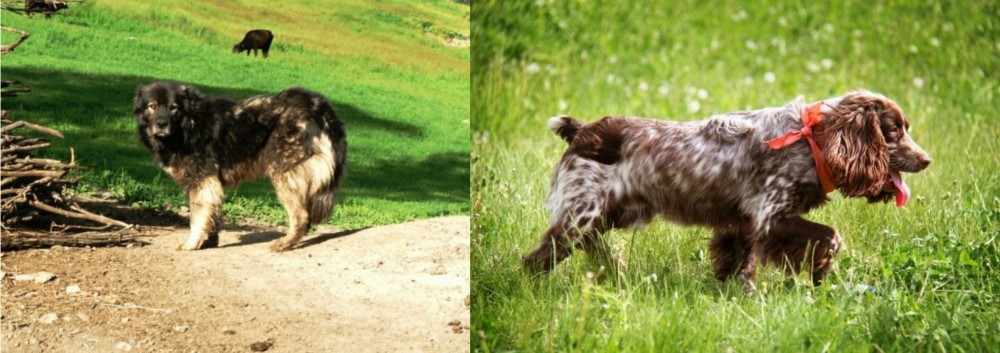 Russian Spaniel vs Kars Dog - Breed Comparison