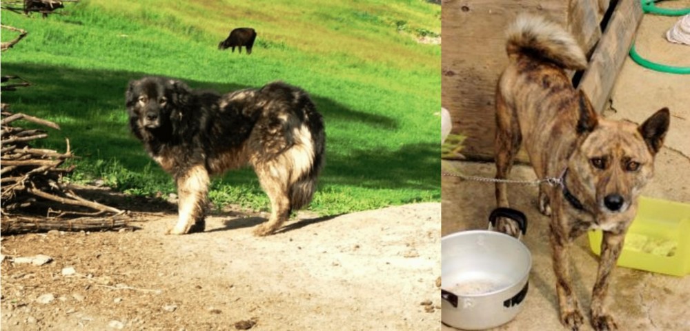 Ryukyu Inu vs Kars Dog - Breed Comparison