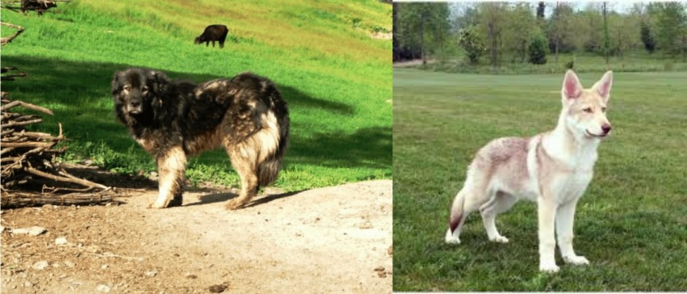 Saarlooswolfhond vs Kars Dog - Breed Comparison