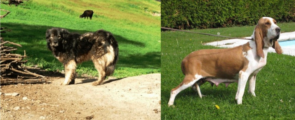 Sabueso Espanol vs Kars Dog - Breed Comparison