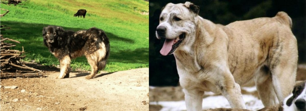 Sage Koochee vs Kars Dog - Breed Comparison
