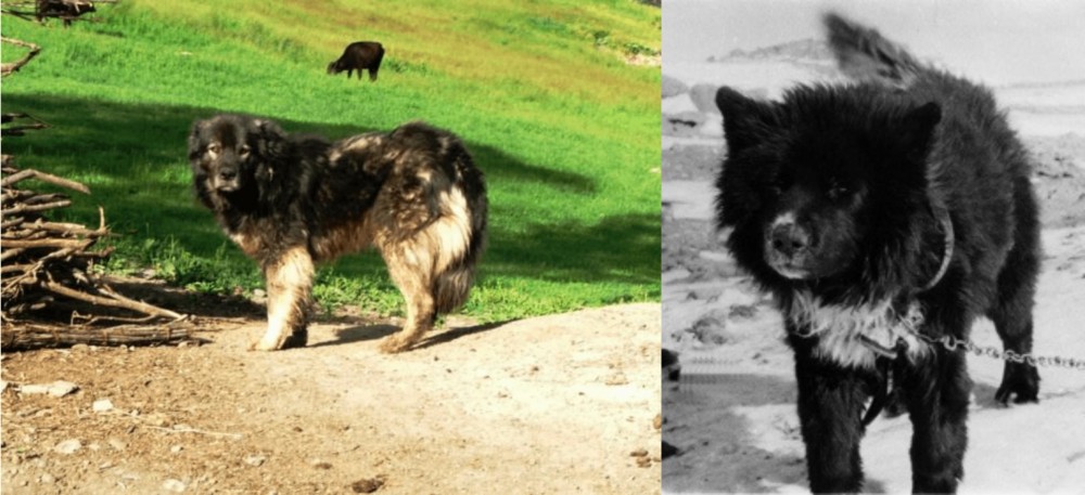 Sakhalin Husky vs Kars Dog - Breed Comparison