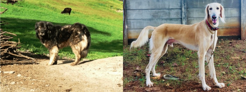 Saluki vs Kars Dog - Breed Comparison