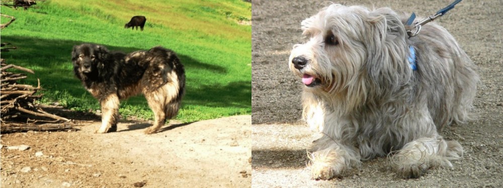 Sapsali vs Kars Dog - Breed Comparison