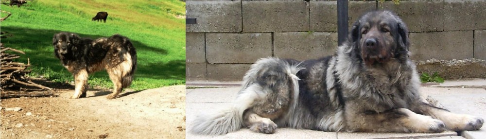 Sarplaninac vs Kars Dog - Breed Comparison