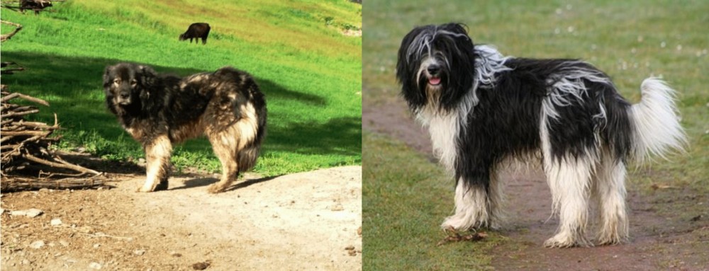 Schapendoes vs Kars Dog - Breed Comparison