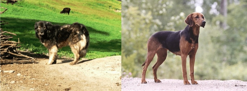 Schillerstovare vs Kars Dog - Breed Comparison